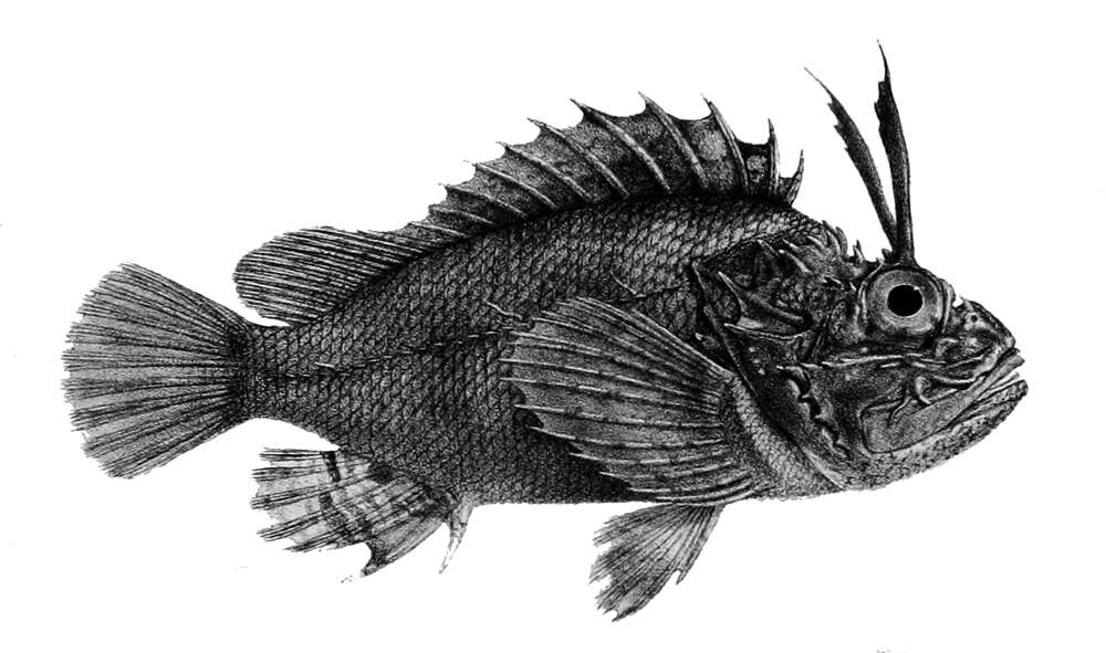 Слика од Parascorpaena mossambica (Peters 1855)