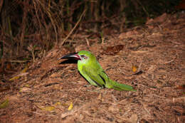 Image of Chestnut-tipped Toucanet