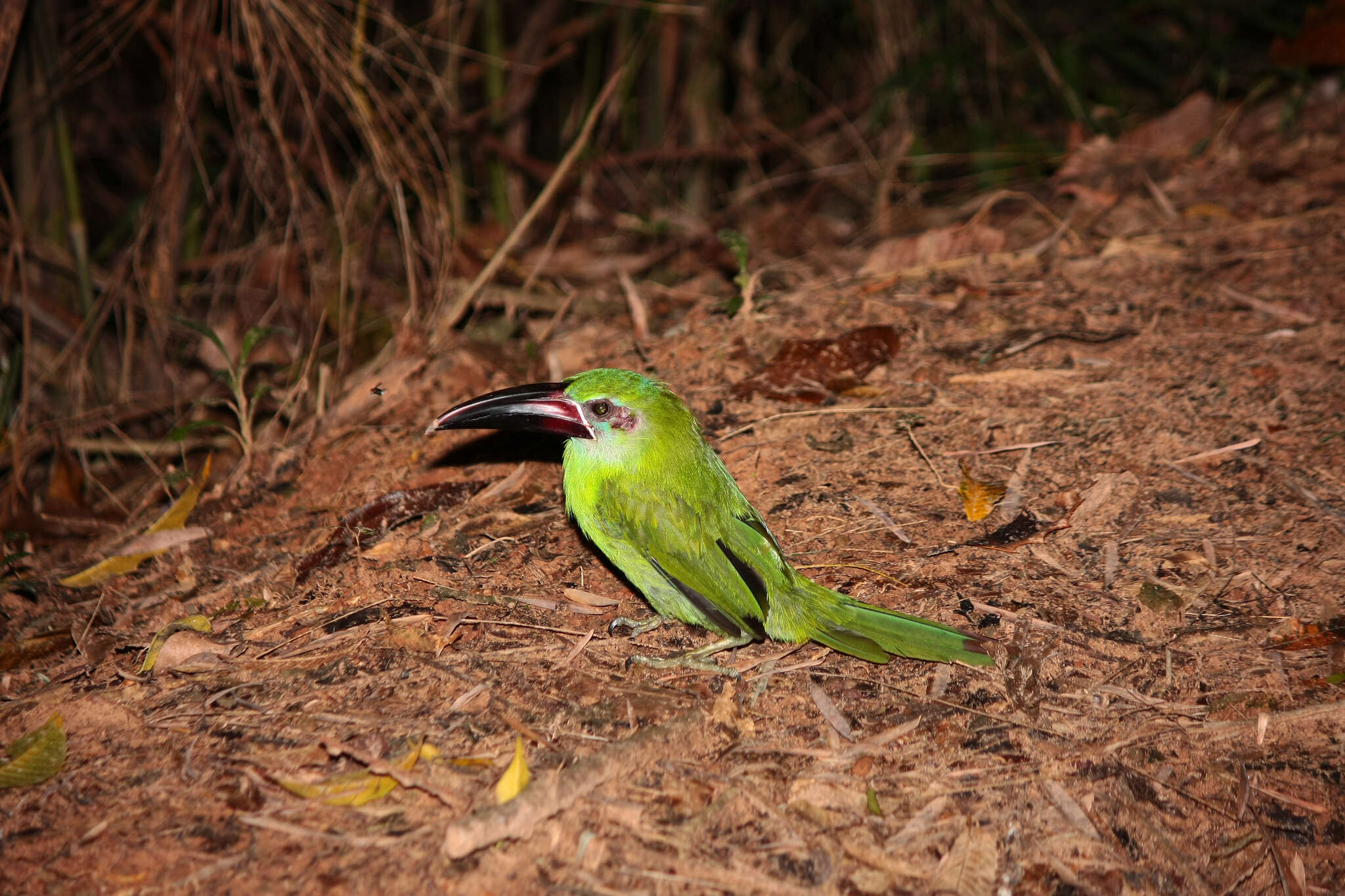 Aulacorhynchus derbianus Gould 1835的圖片