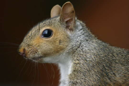 Image of Sciurus subgen. Sciurus Linnaeus 1758