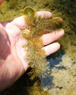 Image of twoleaf watermilfoil