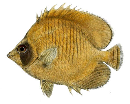 Image of Addis Butterflyfish