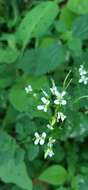 Image of Cardamine komarovii Nakai