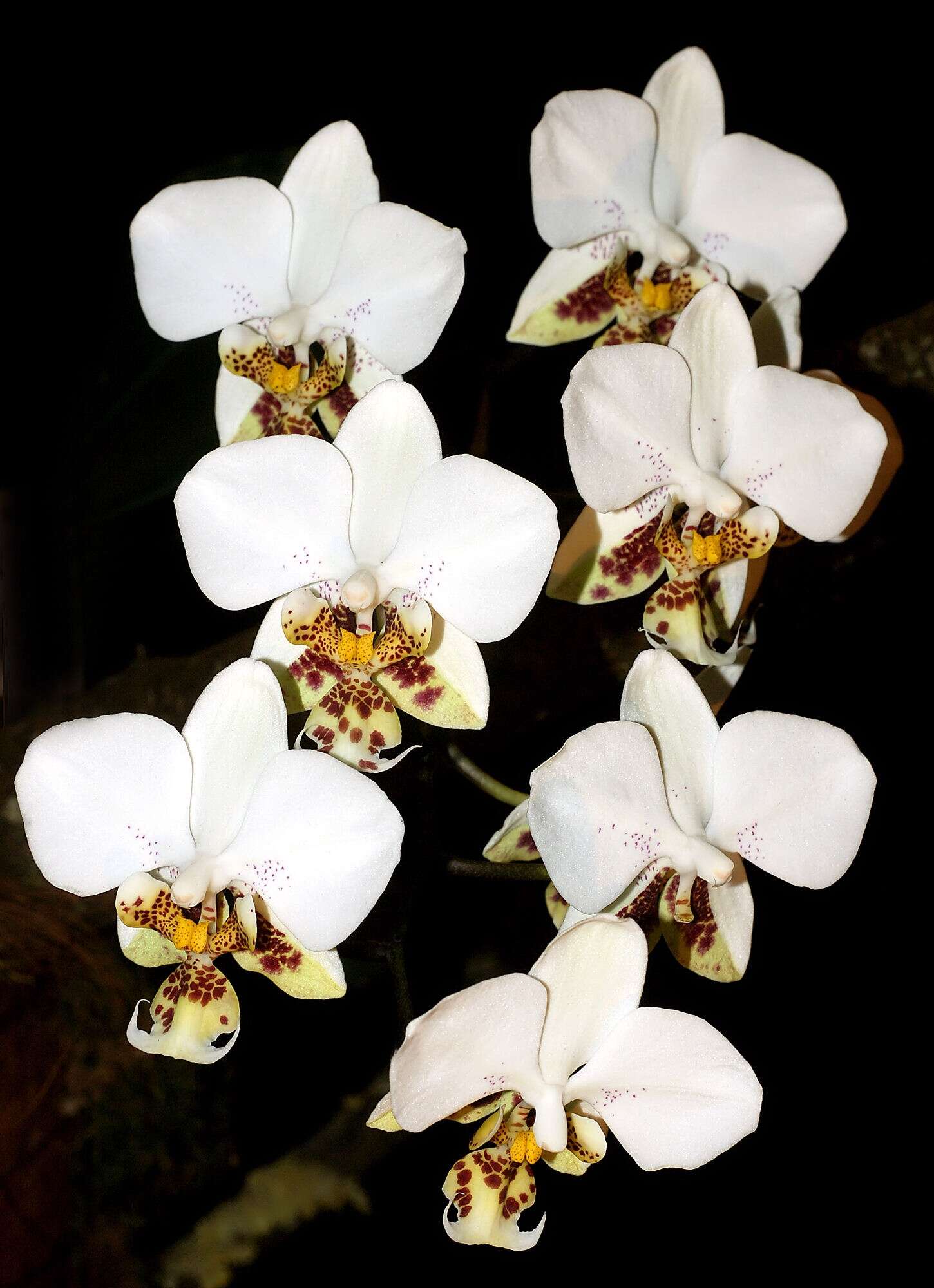 Image of Orchid