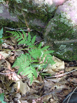 Image of Botrypus virginianus (L.) Michx.