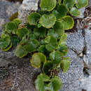 Imagem de Azorella haastii subsp. haastii