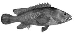 Epinephelus summana (Forsskål 1775) resmi