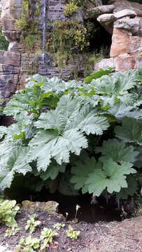 Image of giant rhubarb