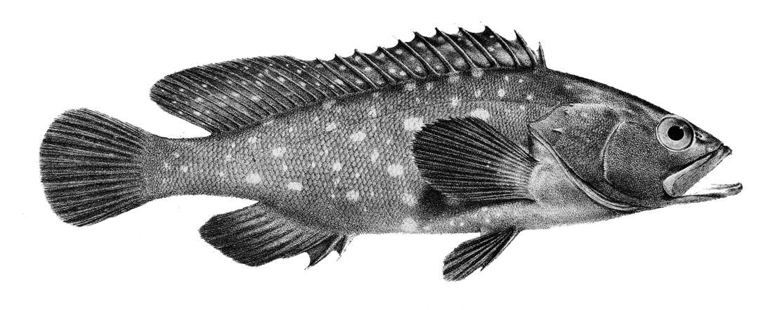 Слика од Epinephelus coeruleopunctatus (Bloch 1790)