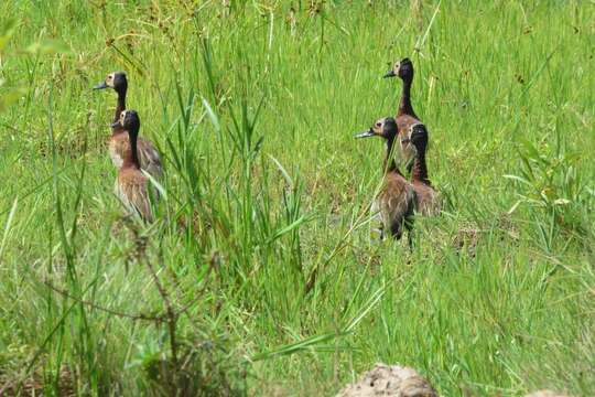 Image of White-faced Whistling Duck