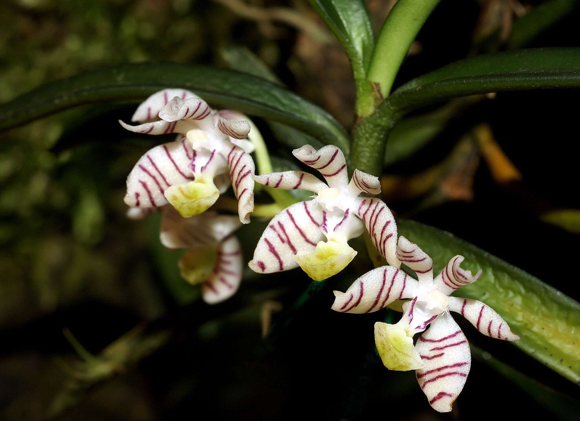 Trichoglottis pusilla (Teijsm. & Binn.) Rchb. fil. resmi