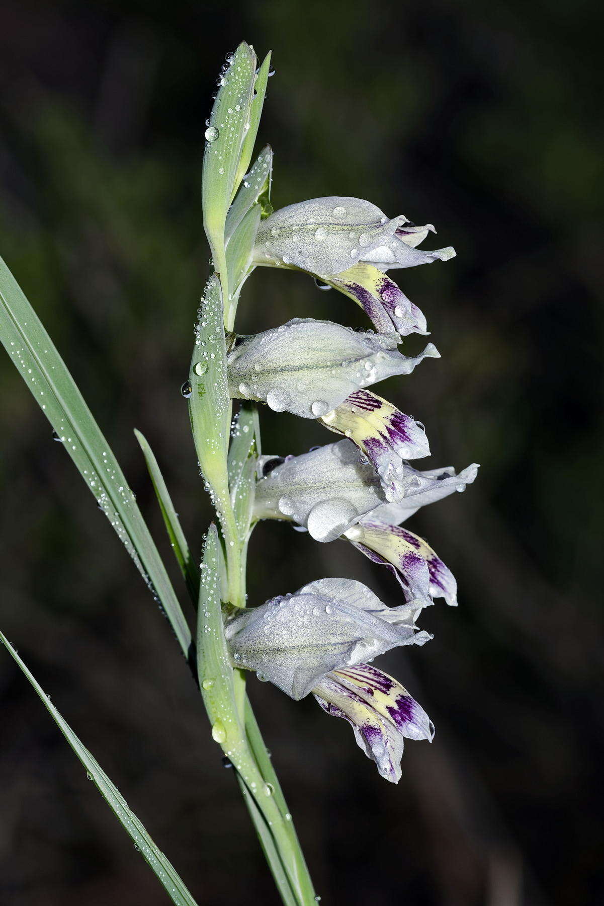 Image of Gladiolus griseus Goldblatt & J. C. Manning