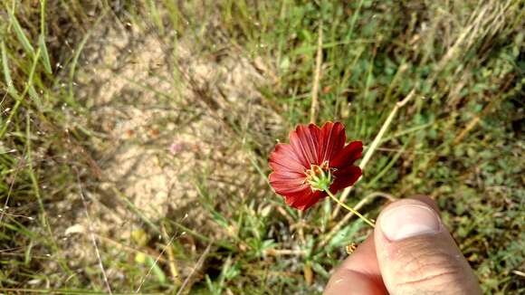 Image de Thelesperma burridgeanum (Regel, Korn. & Rach.) Blake