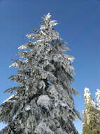 Image of western hemlock