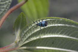 Lampsophorus ecuadoriensis Carvalho & Ferreira 1968的圖片