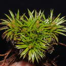 Sivun Novenia tunariensis (Kuntze) Freire kuva
