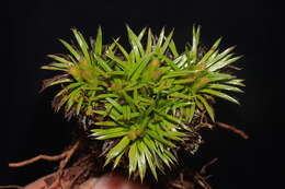 Image of Novenia tunariensis (Kuntze) Freire