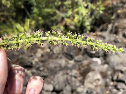 Image of <i>Coriaria arborea</i>