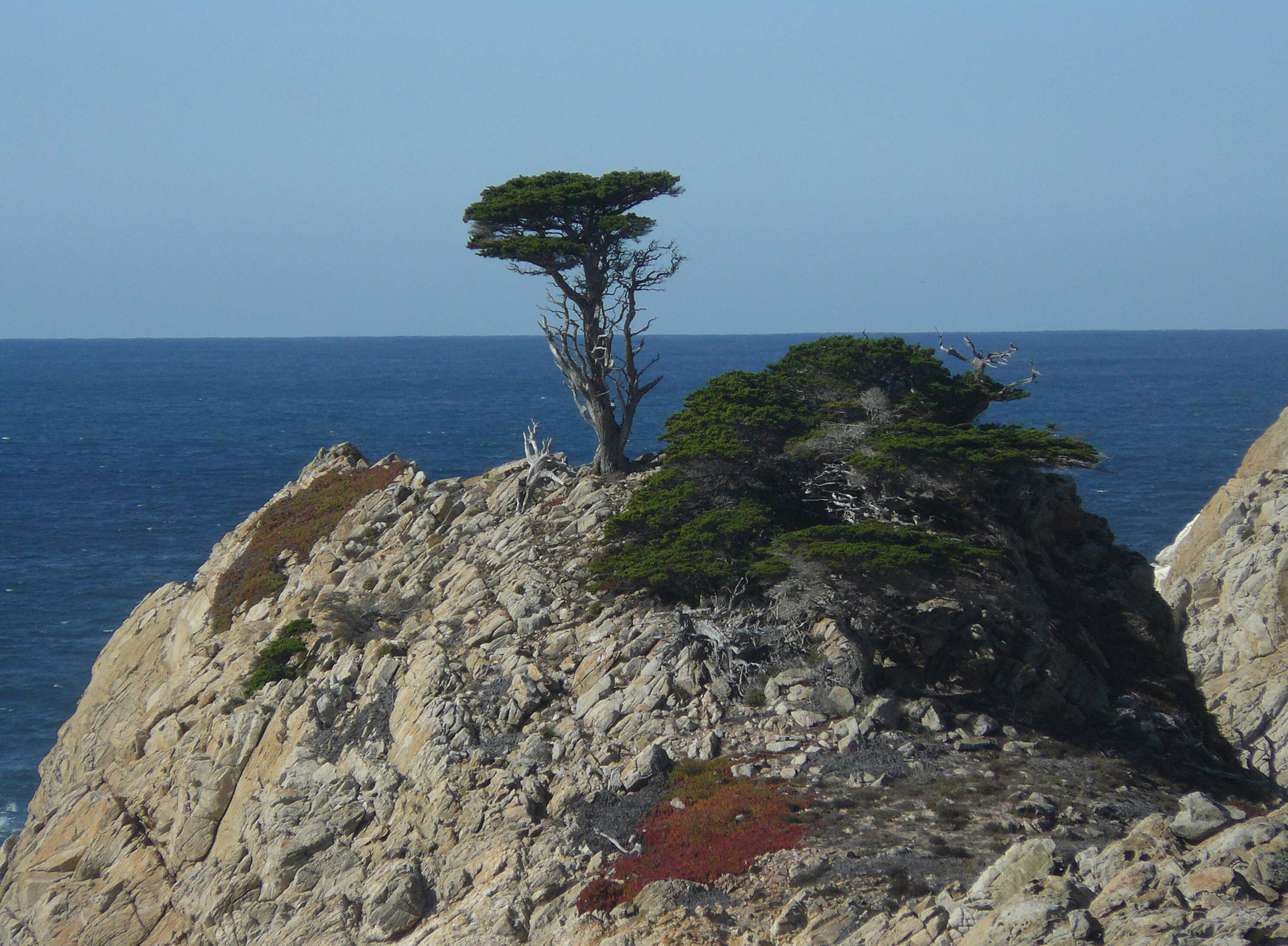 Image of Monterey cypress