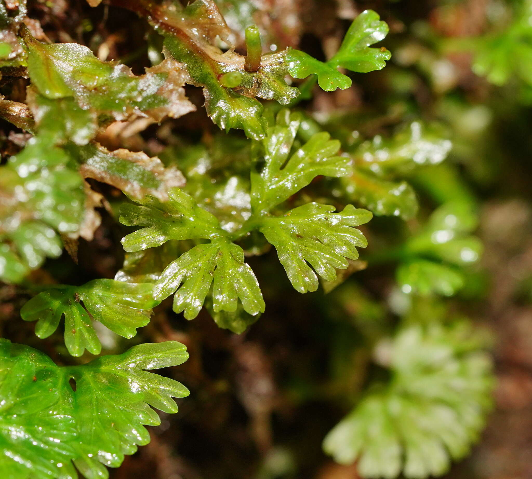 Imagem de Hymenophytaceae