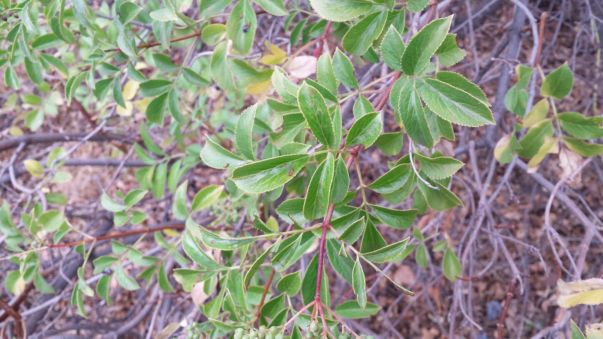 Слика од <i>Sambucus cerulea</i>