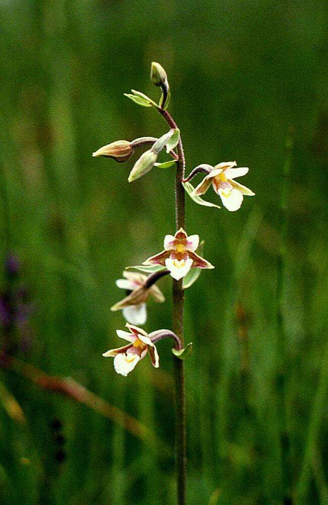 Imagem de Epipactis palustris (L.) Crantz