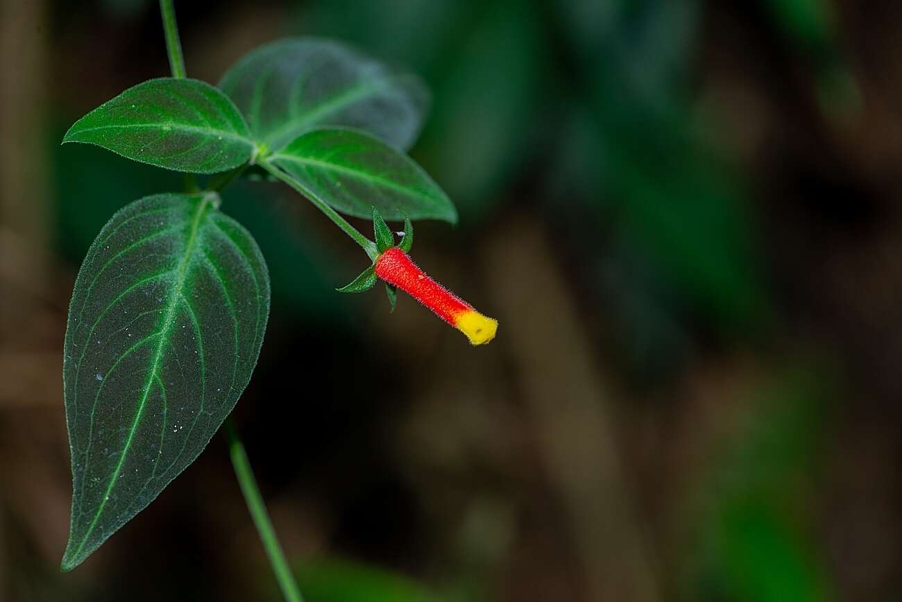 Image of Candy Corn Plant