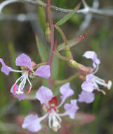 Sivun Clarkia tembloriensis Viasek kuva