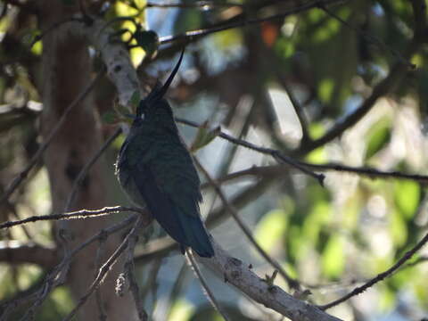 Image of Black-breasted Plovercrest