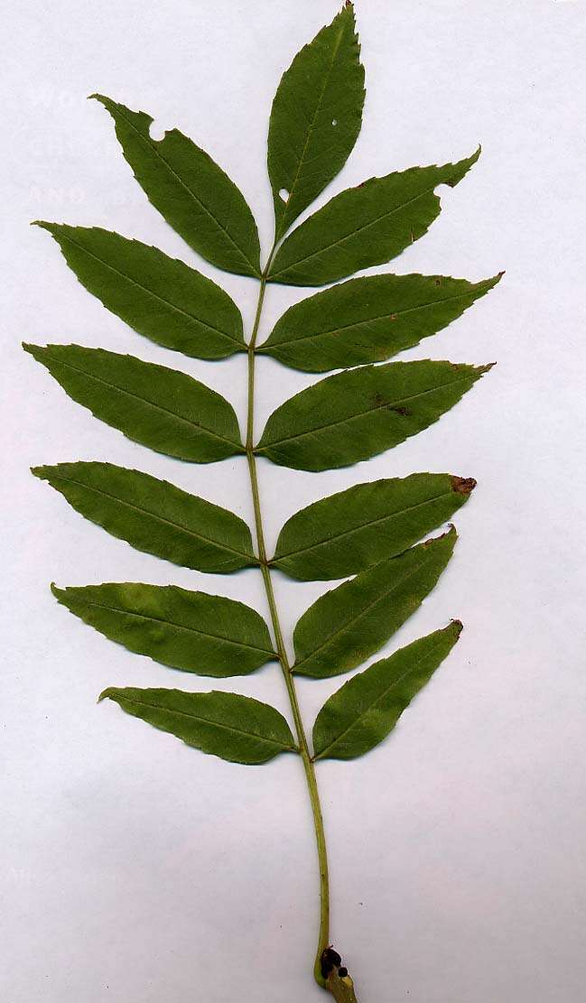 Imagem de Fraxinus excelsior L.