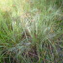 Image of Elliot's lovegrass