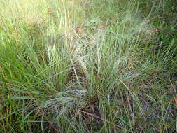 Image of Elliot's lovegrass