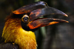 Image of Northern Rufous Hornbill