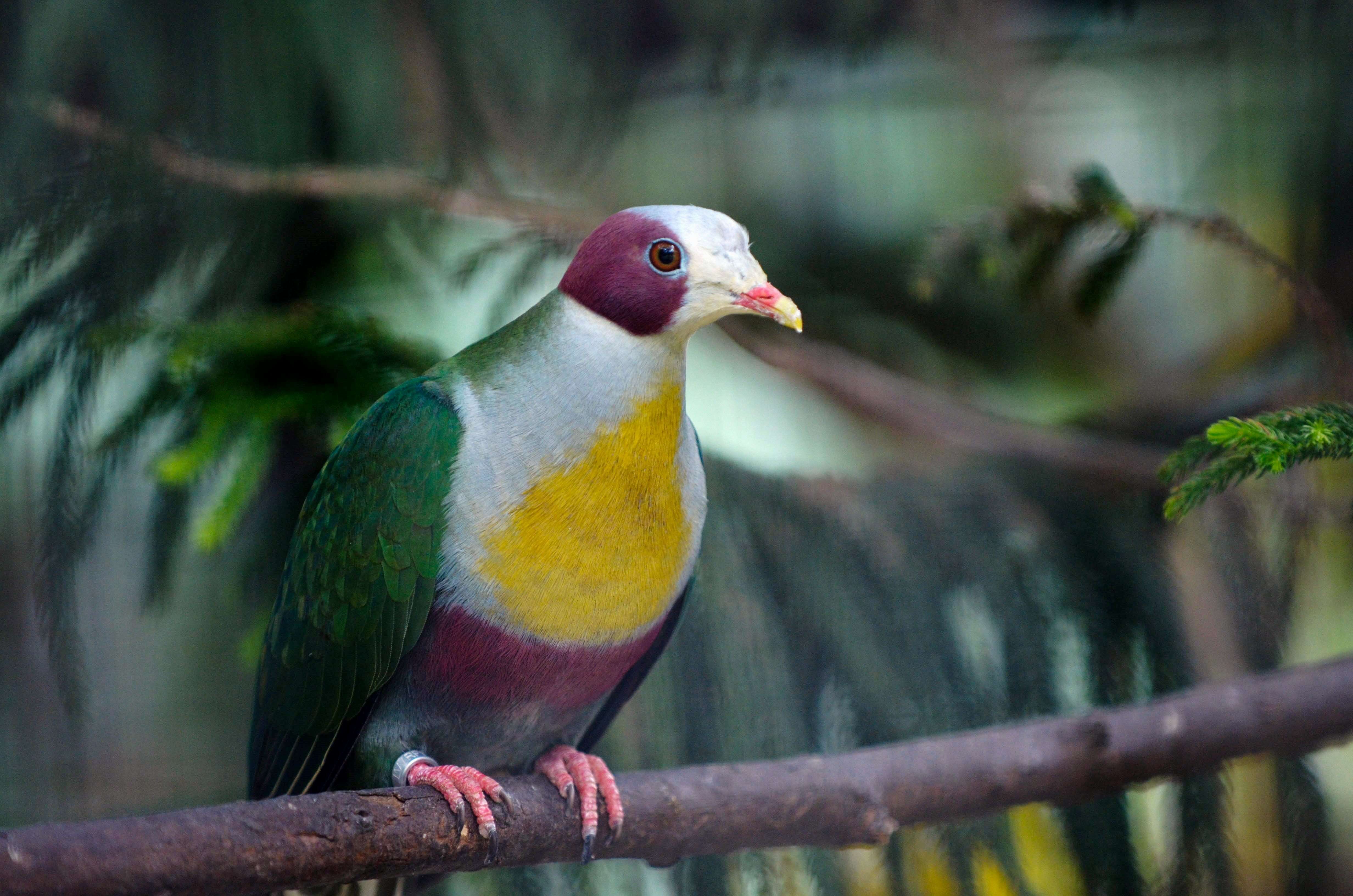 Image of Yellow-breasted Fruit Dove