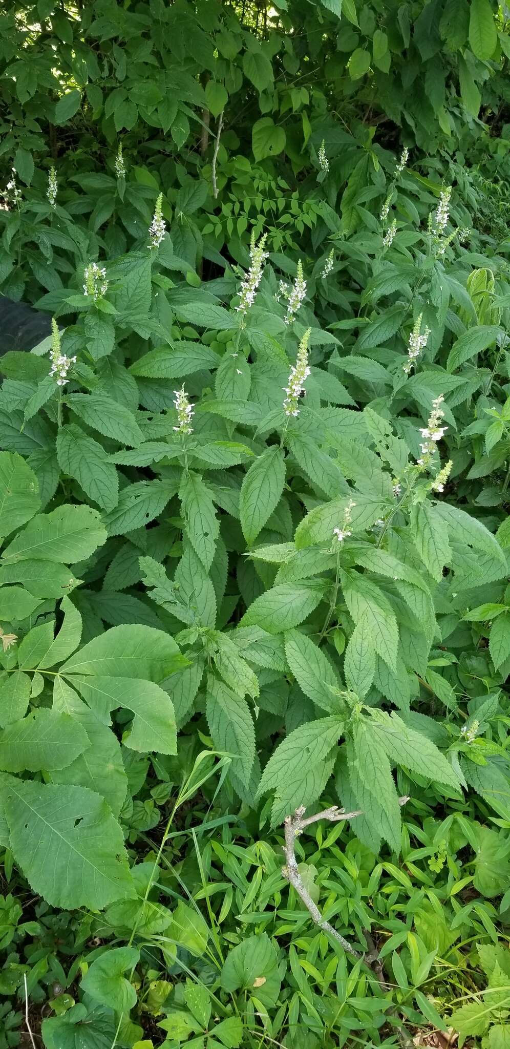 Image of Stachys iltisii J. B. Nelson