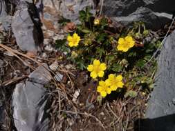 Image of Potentilla concinna var. leonina (Standl.) Soják