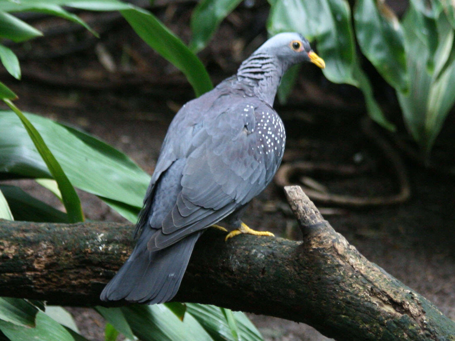 Image of African Olive Pigeon