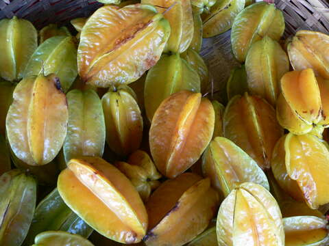 Plancia ëd Averrhoa carambola L.