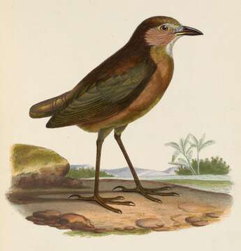 Image of Tawny Antpitta