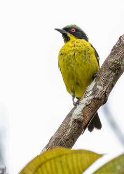 Image of Yellow-bellied Dacnis