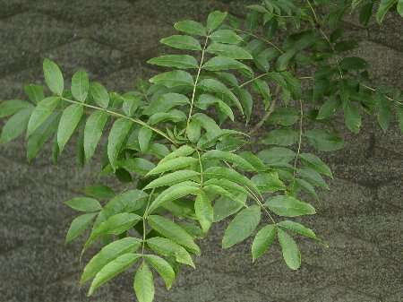 Image of European ash