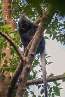 Image of Bornean Banded Langur