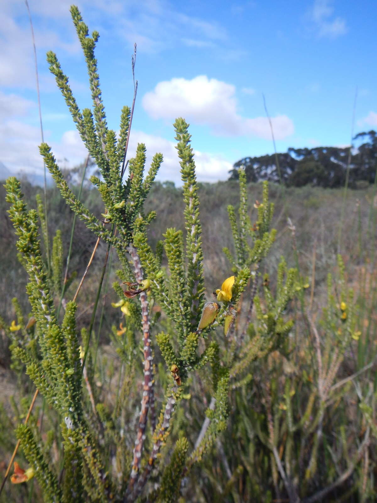 Image of Aspalathus pinguis subsp. pinguis