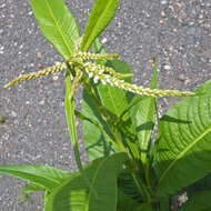 Image of Dock-Leaf Smartweed