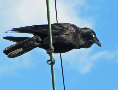 Imagem de Corvus coronoides Vigors & Horsfield 1827