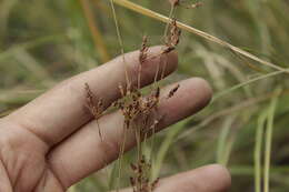 Image of Rush Hair Sedge