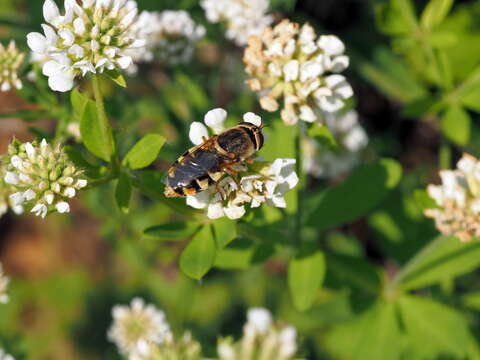 Image of Odontomyia ornata (Meigen 1822)