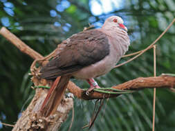 Image of Pink Pigeon