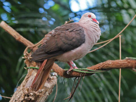 Image of Pink Pigeon