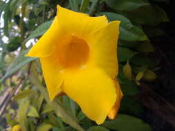 Image of bush allamanda